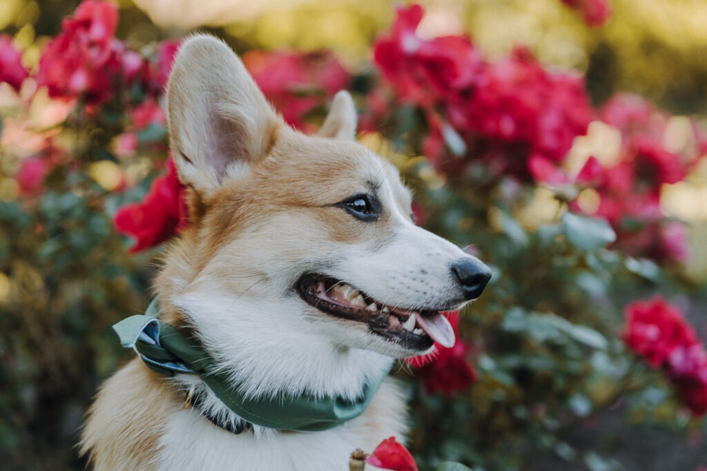 Corgi, der nach rechts schaut. Im Hintergrund sind verschwommen pinke Rosenbüsche.