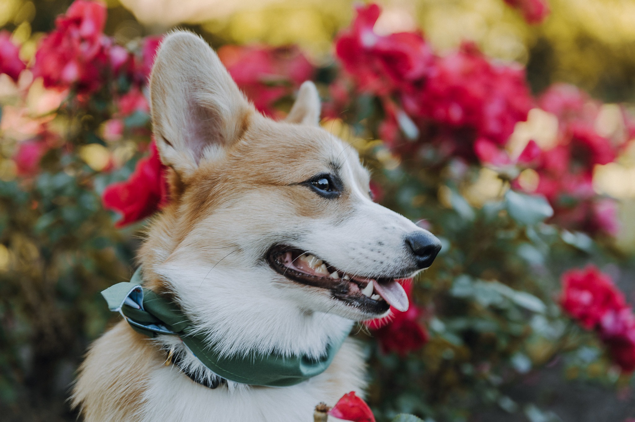 Herzenshundmomente Hundefotografie Lübeck 01
