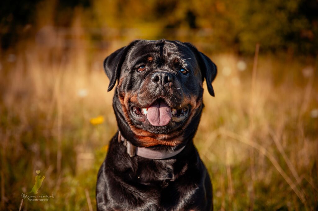 Porträt eines lächelnden Rottweilers mit herausgestreckter Zunge auf einer Wiese im Sonnenlicht.