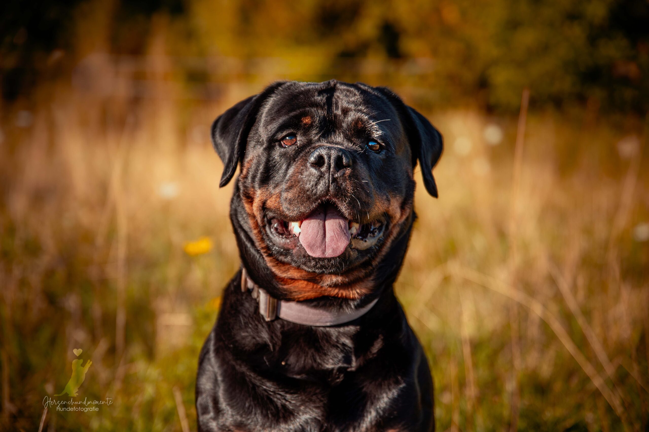 Herzenshundmomente Rottweiler Portrait Outdoor