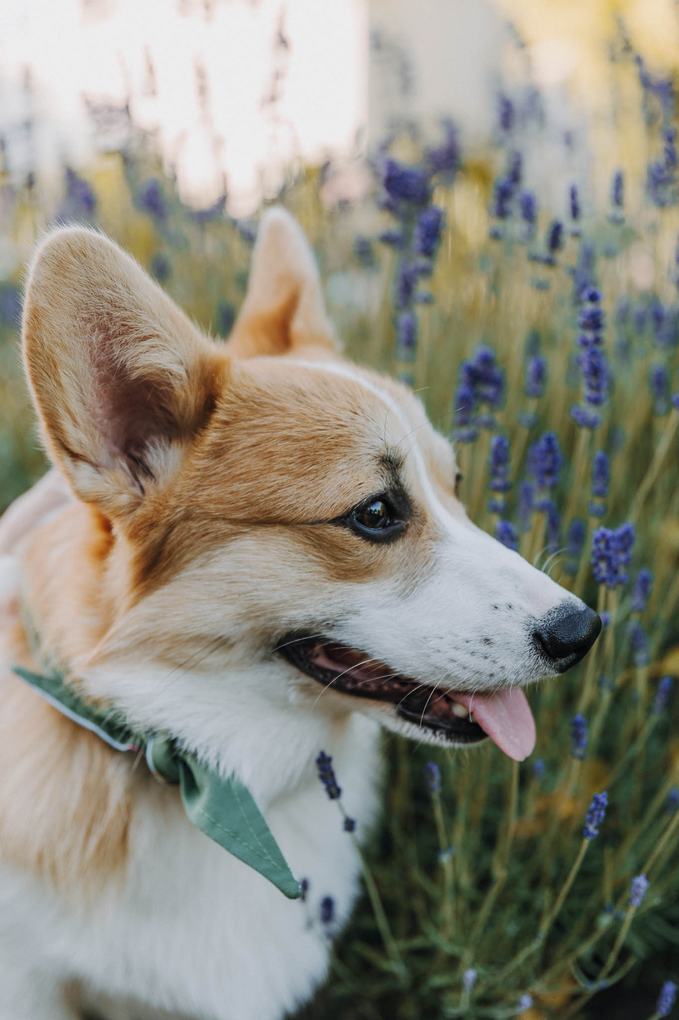 Nahaufnahme eines Corgis im Profil, der fröhlich nach rechts blickt und ein grünes Halstuch trägt.
