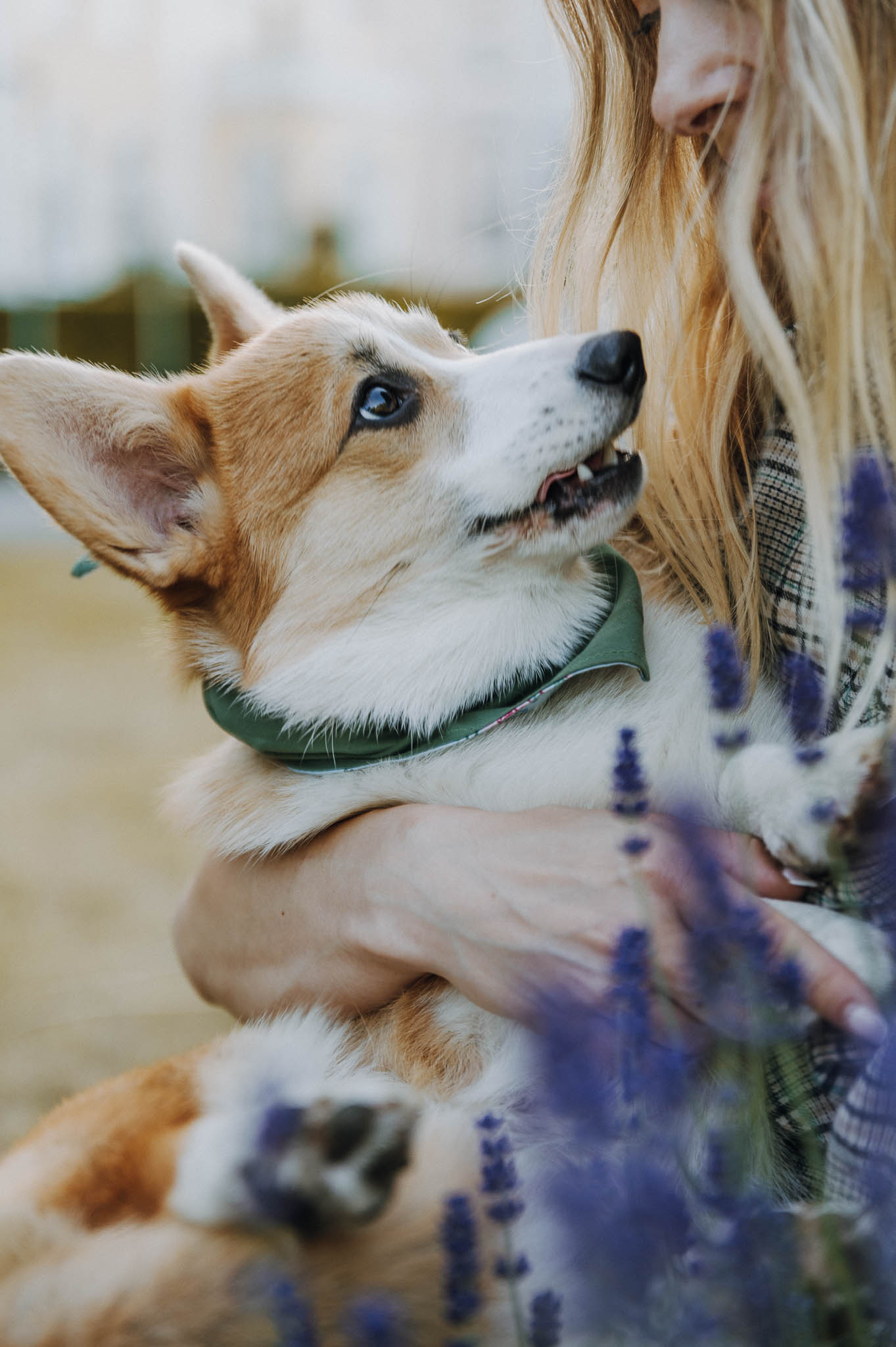 Herzenshundmomente Corgi & Halterin Lavendel