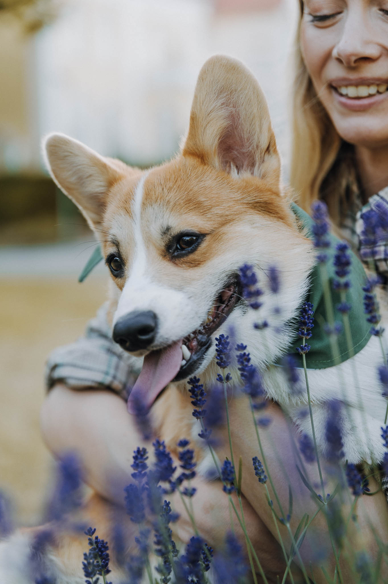 Ein Corgi-Welpe mit grünem Halstuch blickt fröhlich hinter blühenden Lavendelpflanzen hervor, gehalten von einer lächelnden Frau.