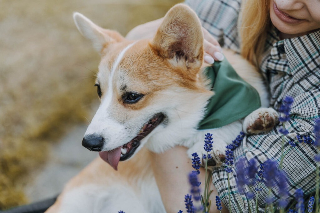 Corgi mit grünem Halstuch wird von seiner Halterin gestreichelt, Lavendel im Vordergrund.