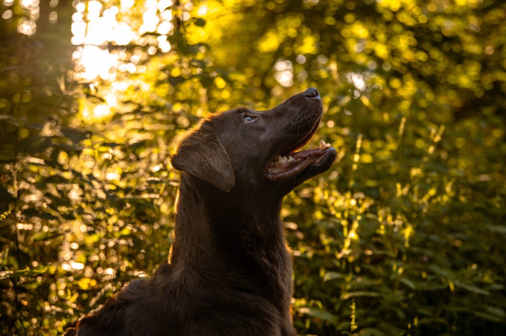 Profilaufnahme eines braunen Labradors, der aufmerksam nach oben blickt, im goldenen Sonnenlicht im Wald.