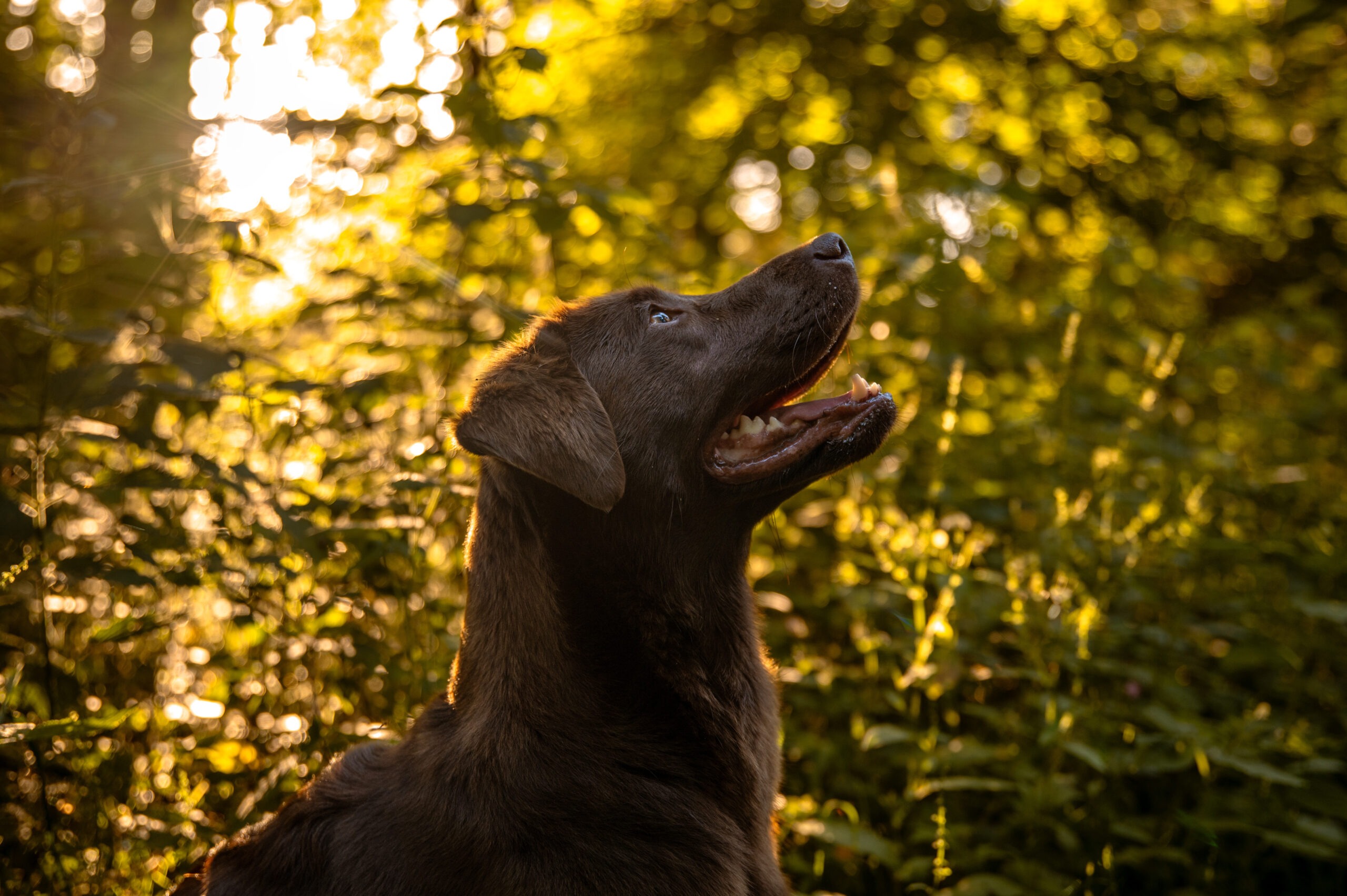 Herzenshundmomente Hundefotografie Lübeck Labrador Portrait Sonnenlicht