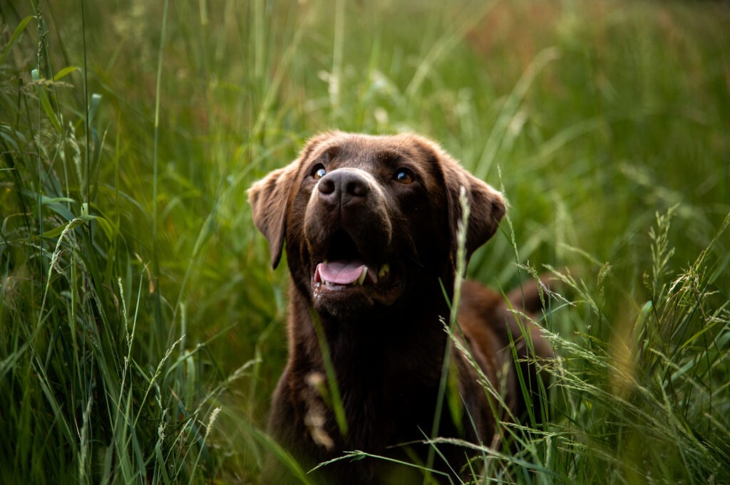 Frontalaufnahme eines braunen Labradors, der im hohen grünen Gras aufmerksam nach oben blickt.